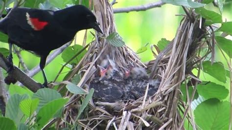 Do Red-winged Blackbirds Play the Field? Nesting - Mating Habits