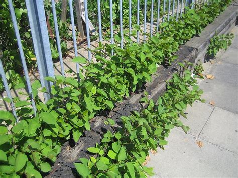 Japanese Knotweed Removal 101 * Big Blog of Gardening