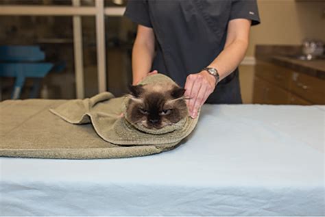 Techniques for Towel Restraint of Cats | Clinician's Brief