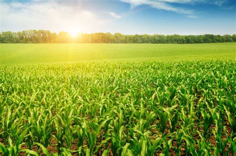 Corn Field Background