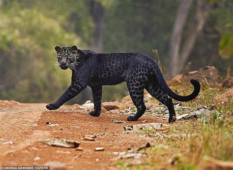 Rare BLACK leopard is spotted crossing the road while hunting deer in Indian national park - Mr ...