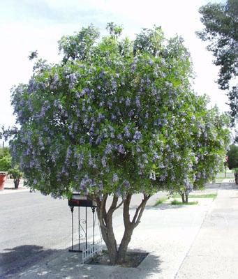 Texas Mountain Laurel | Arizona Poison and Drug Information Center