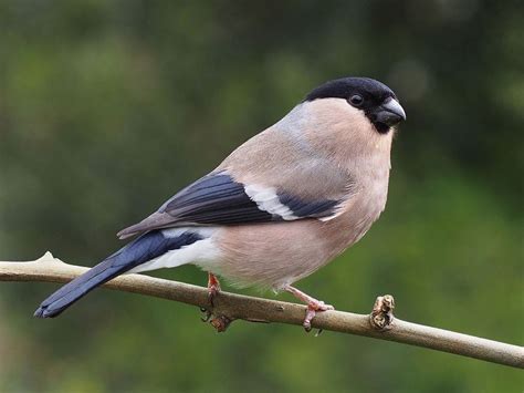 Eurasian bullfinch (Pyrrhula pyrrhula), female. Photo: Francis C Franklin | Домашние птицы ...