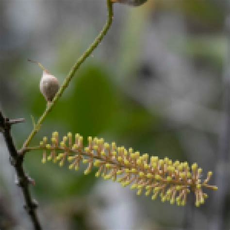 Genome Innovation Hub | Science | Department of Environment, Science and Innovation, Queensland