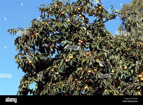 Japanese Date Plum/Kaki Tree-Diospyros kaki-Family Ebenaceae Stock Photo - Alamy