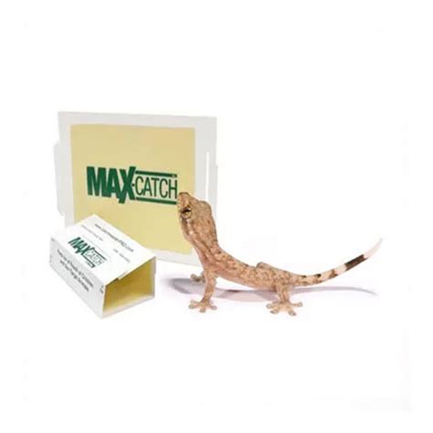 Lizard Glue Trap | Products | PatelAgroChem