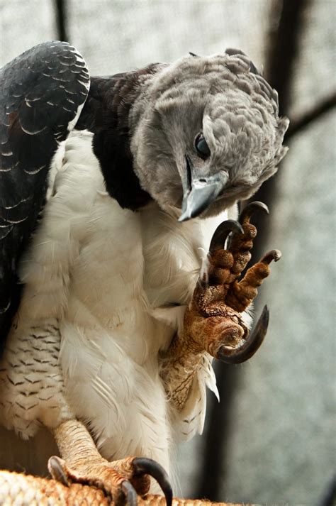20 Harpy Eagle Facts - Bird Advisors