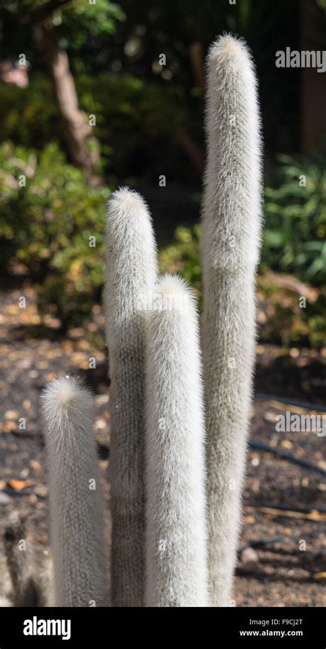 A desert garden of stunning cacti Stock Photo - Alamy