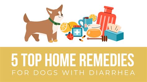 At Home Remedies for Dog Diarrhea and When to See a Vet