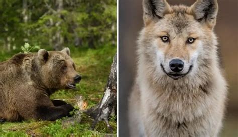 Wild Ireland Donegal: See Brown Bears + Wolves