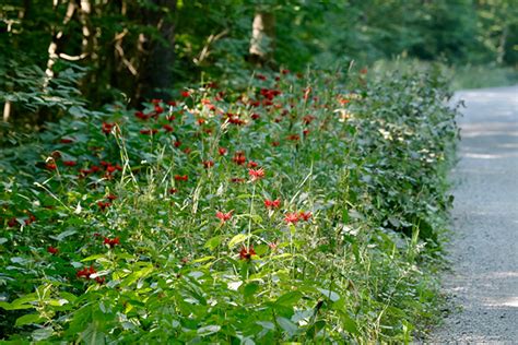 Attract Hummingbirds with Red Flowers in Your Garden - Horticulture