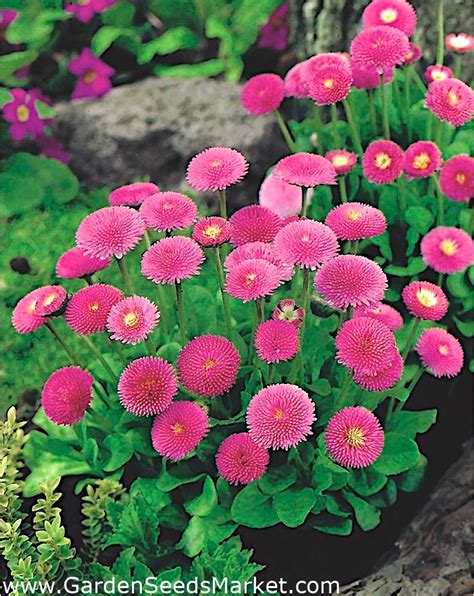 Pink English Daisy seeds - Bellis perennis - 690 seeds – Garden Seeds ...