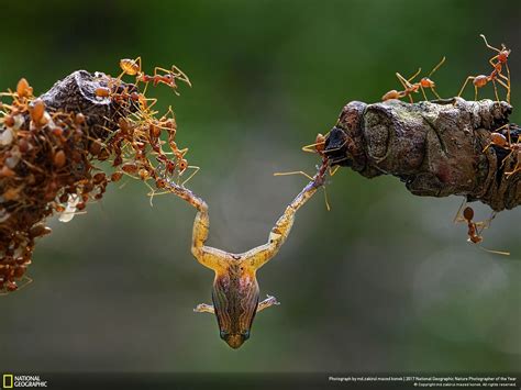 Ants working hard together to carry a frog : r/natureismetal