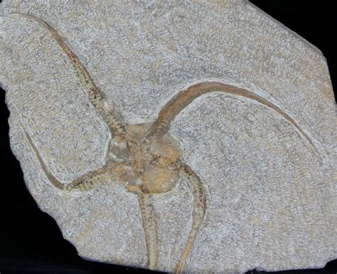 5.5" Wide Ophiura Brittle Star Fossil (#37037) For Sale - FossilEra.com