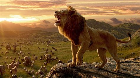 Lion From The Lion King Laptop Full , Movies , , and Background HD ...