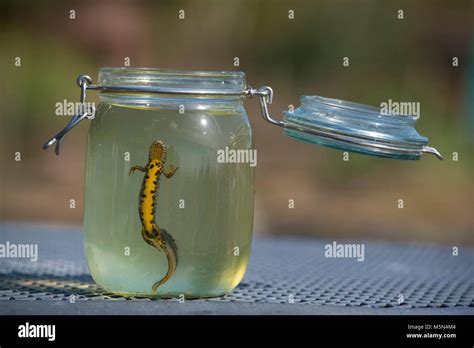 British Newts Stock Photo - Alamy