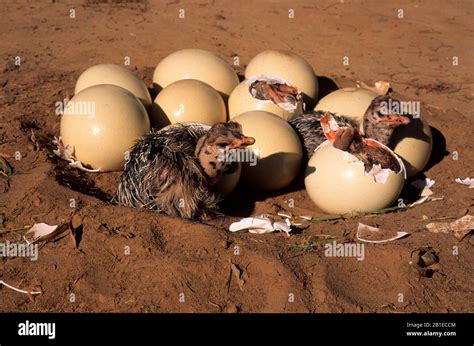 Ostrich chick hatching hi-res stock photography and images - Alamy