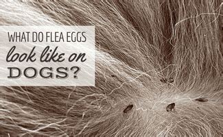 What Do Flea Eggs Look Like On A Dog? (And How To Get Rid Of Them ...