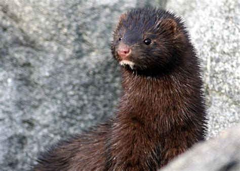 American Mink | Scottish Invasive Species Initiative