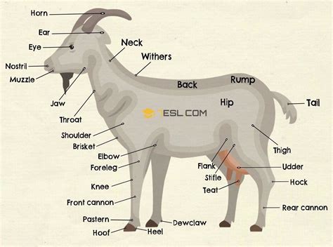 Goat Anatomy: Parts of a Goat in English with Pictures - 7 E S L Learn ...