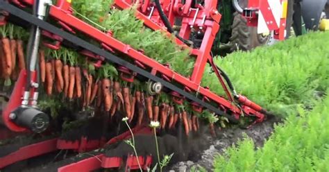 Harvesting Carrots Is Oddly Satisfying | Harvesting carrots, Carrots, Dig