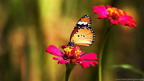 Butterfly 4K HD Wallpapers - Top Free Butterfly 4K HD Backgrounds ...