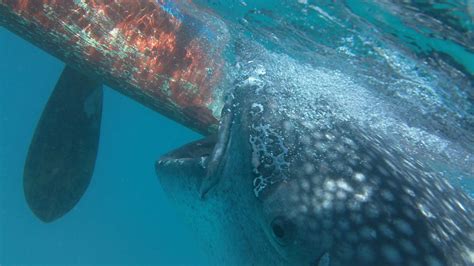 Snorkeling with the Whale Sharks in Oslob Cebu - Planet Action ...