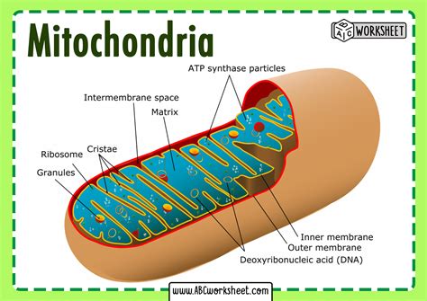 Mitochondria Coloring Worksheet Answer Key - Printable Word Searches
