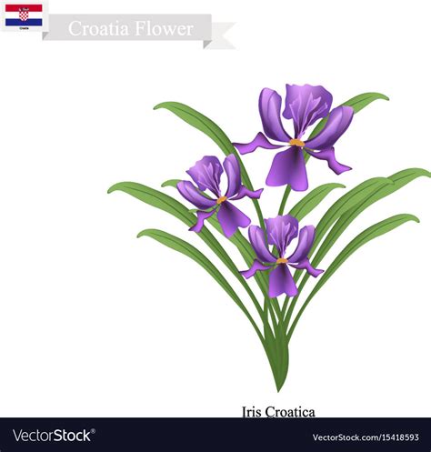 Iris croatica flowers the national flower of croa Vector Image