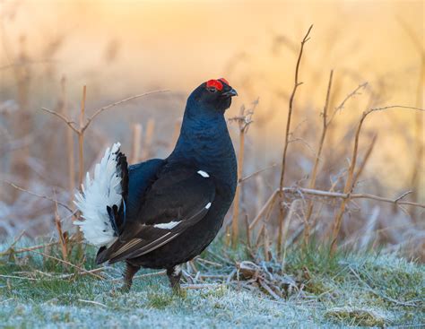 Black Grouse – Environmental Media