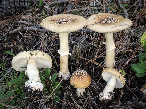 California Fungi: Amanita pantherina