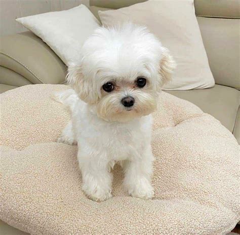 Miniature Maltese puppies for sale