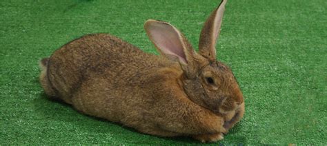 Peoria Zoo Giant Flemish Rabbit - Peoria Zoo