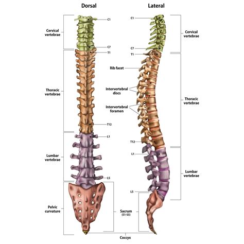 Lower Muscles of Back Anatomy and Low Back Pain (2022)