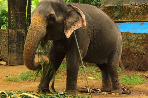 File:Elephant chained in punnathoor kotta kerala.jpg - Wikimedia Commons