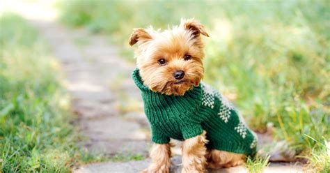 Is your dog too cold? 3 crucial ways to find out