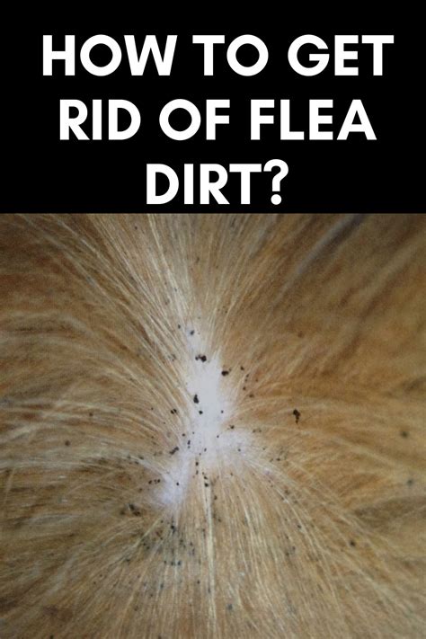 How to get rid of flea dirt ? | Flea shampoo for dogs, Flea remedies, Fleas