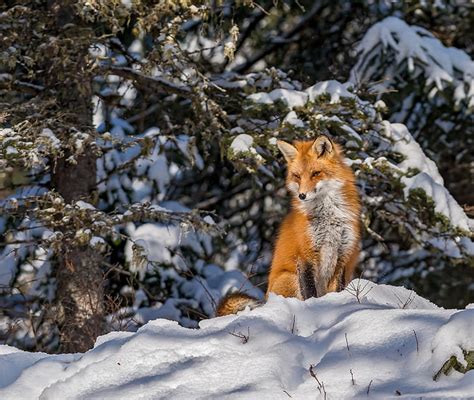 Winter, forest, snow, Fox, red, HD wallpaper | Wallpaperbetter