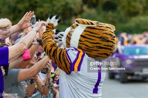 Lsu Mascot Photos and Premium High Res Pictures - Getty Images