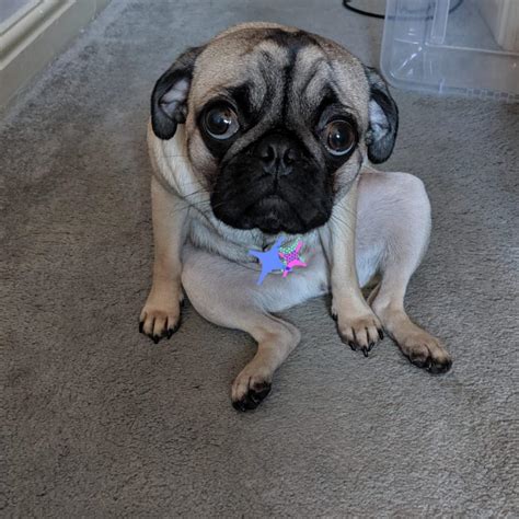 The most sad looking pug - all because I said no more treats. : r/aww