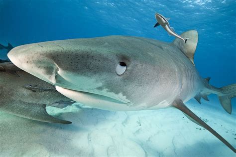 Eyes roll back on a Tiger Shark at Tiger Beach in the Bahamas | Shark ...