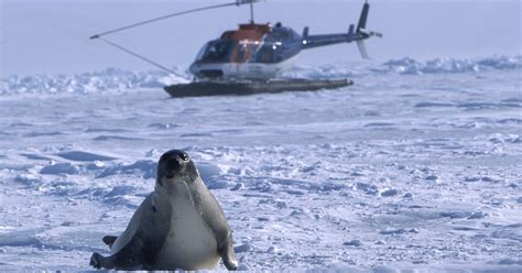 Seal hunting is the target of the unflinching documentary 'Huntwatch' - Los Angeles Times