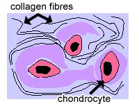 Cartilage, Bone & Ossification: The Histology Guide