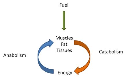 The Healthy Ph.D: Metabolism Part 1: The Basics