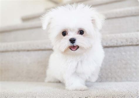 Hummer the Teacup Maltese ($3,500) - Top Dog Puppies