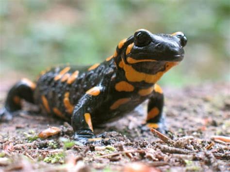 Fire Salamander Care Sheet - Reptiles Magazine