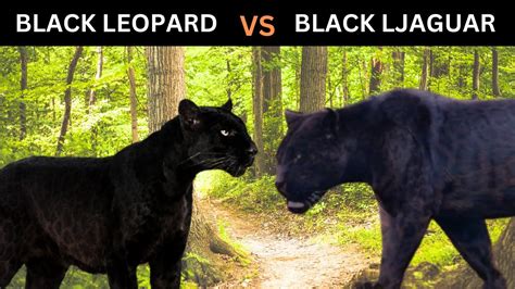 Black Leopard VS Black Jaguar Which one would Win? [Black Panther ...