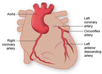 Comparative Circulation - Learning and Education