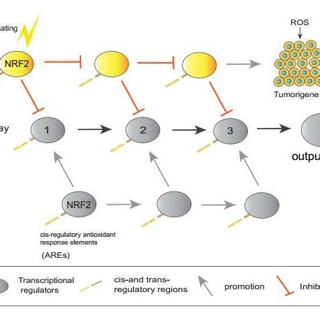 simplified diagram of gene-regulatory networks Figure 1. Cell function... | Download Scientific ...