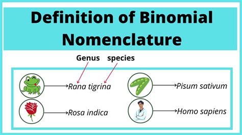 Binomial Nomenclature Examples Of Animals